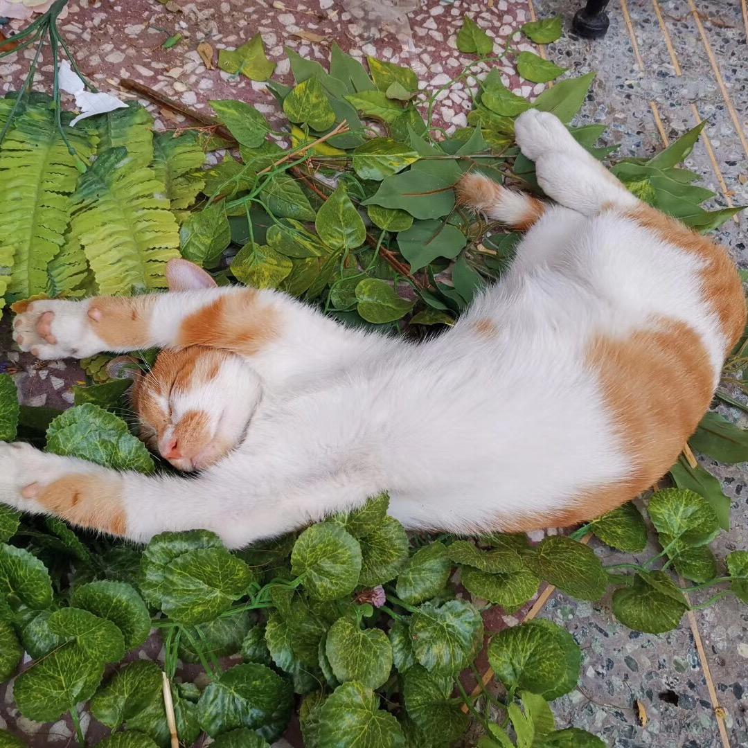 家有朱宝宝