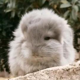 庄园的龙猫