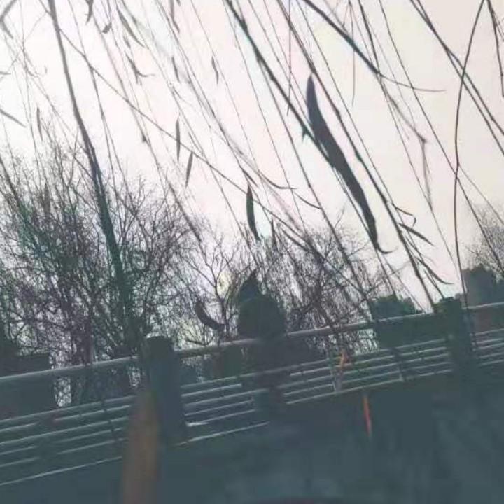 智障障