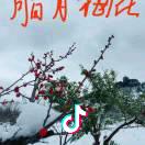 腊月`梅※花