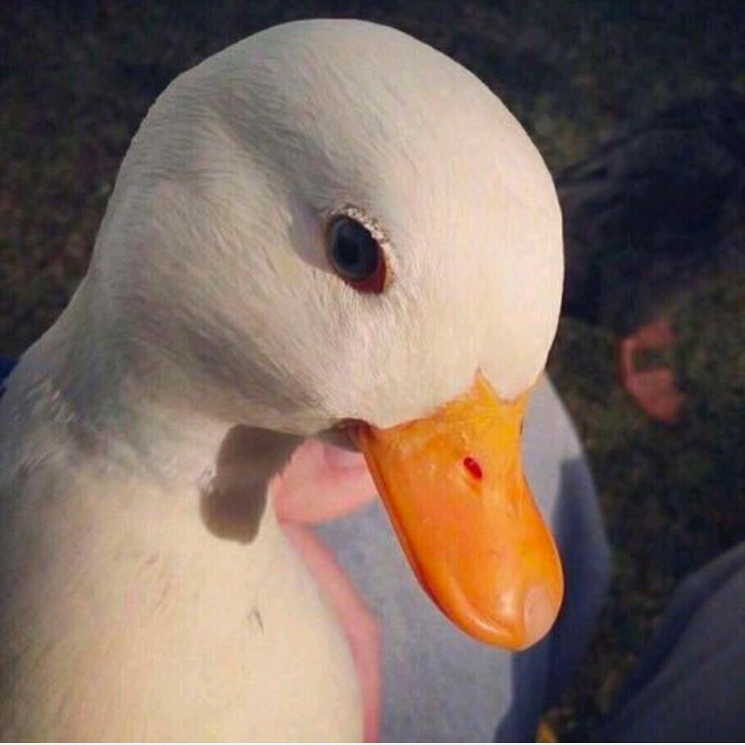 泡面煮鱼