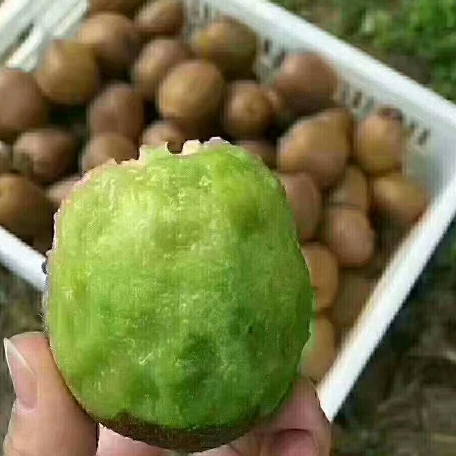 老兵猕猴桃（眉县猕猴桃）