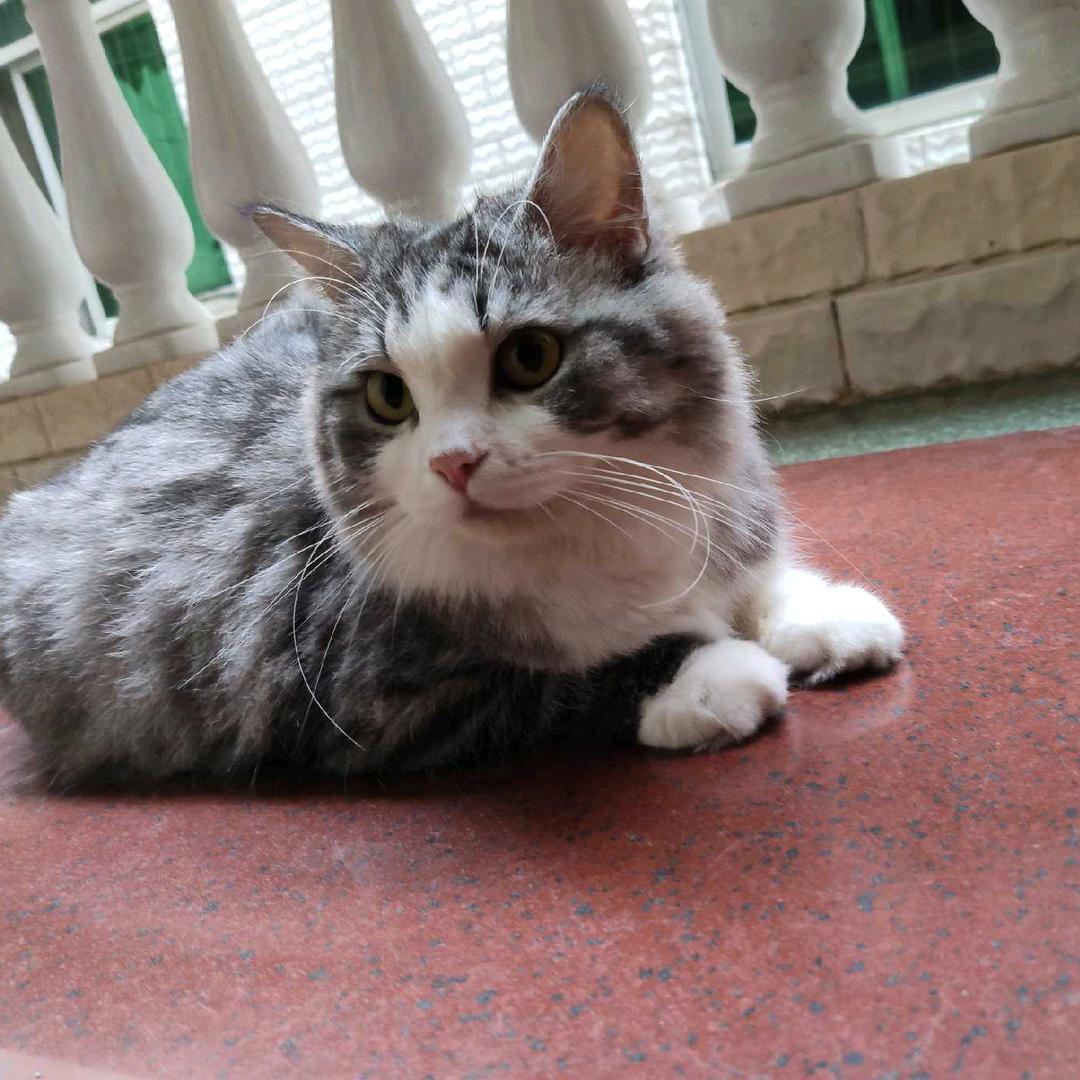 阿里嘎多玛玛哈哈