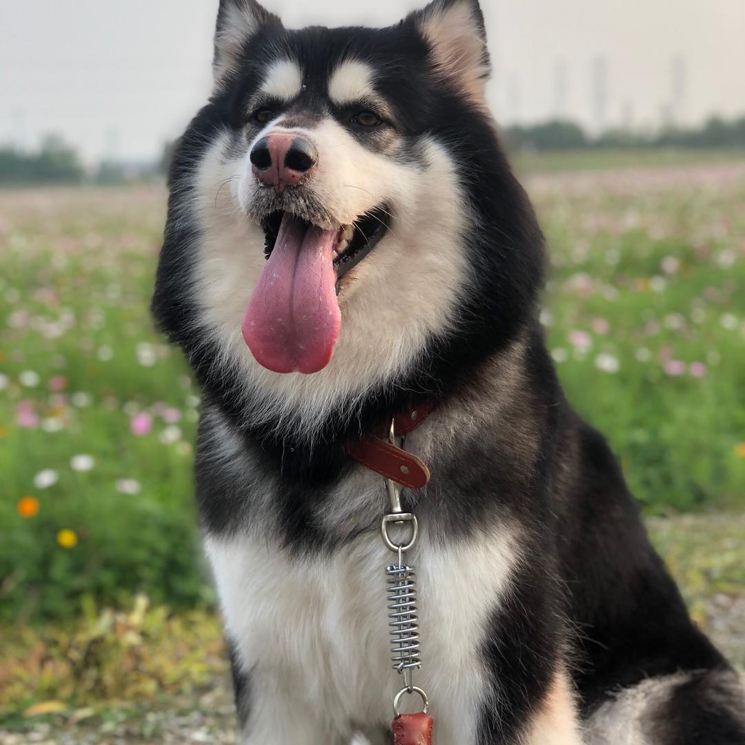 阿宝麻麻