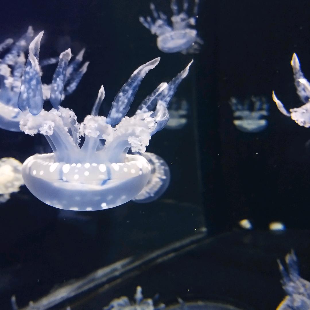 三个小仙女的妈咪