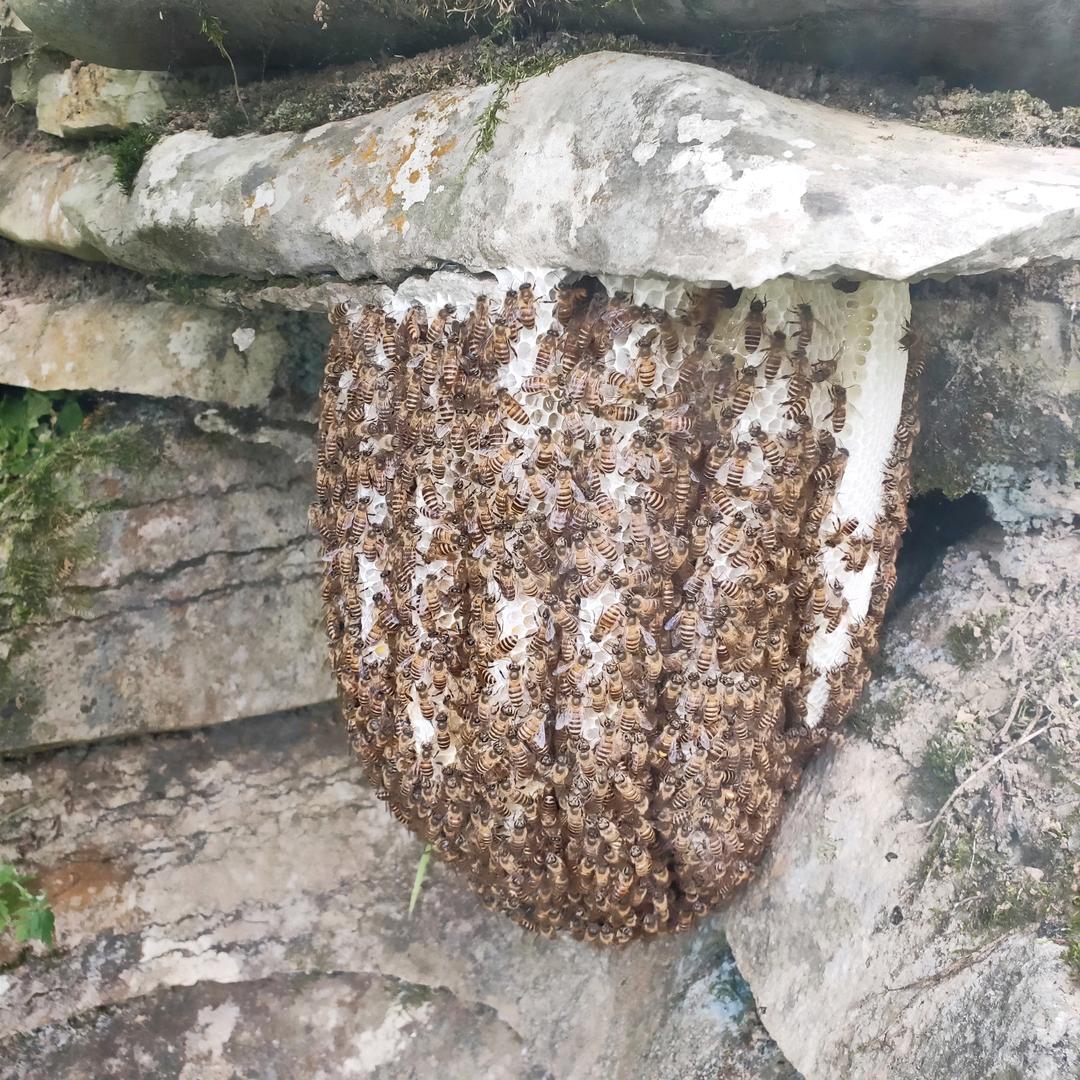 宗地蜂王，魏总，