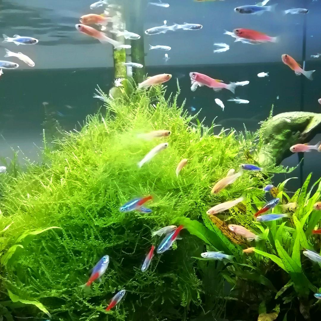 🌸简单的幸福🌸🌸