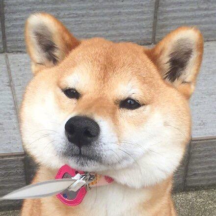 狗喵喵