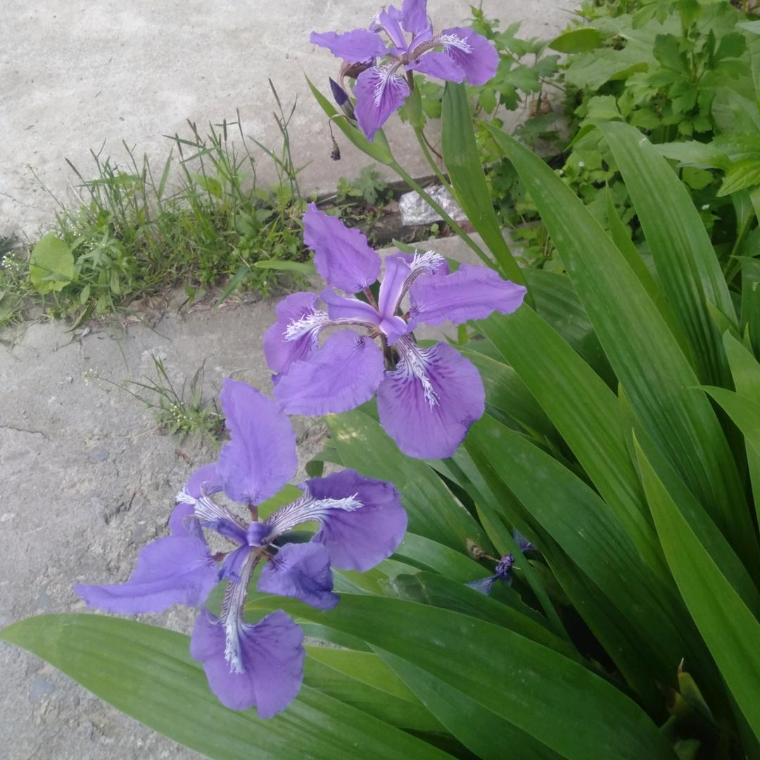 沉默天使