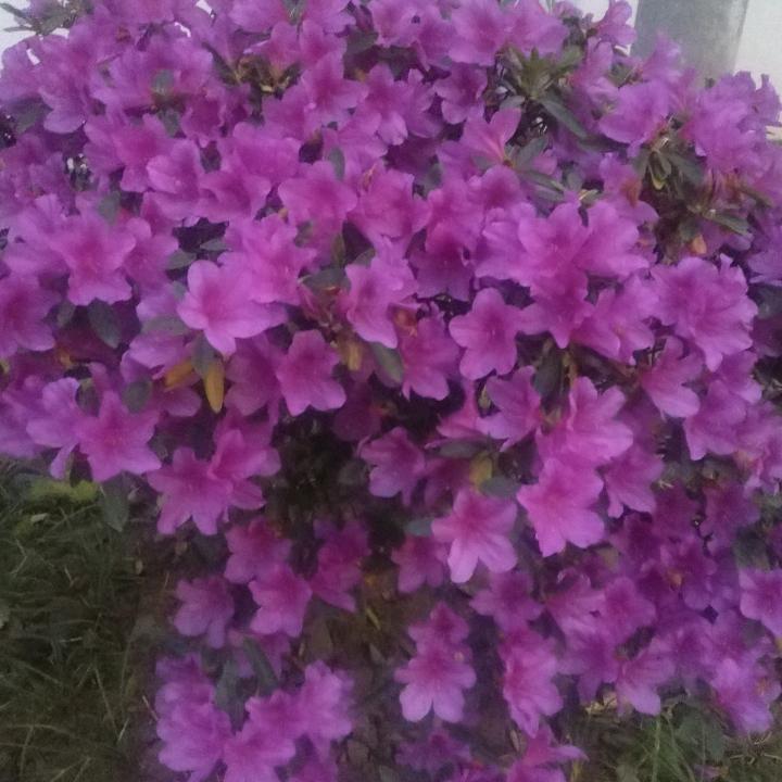 幺妹爱跳舞