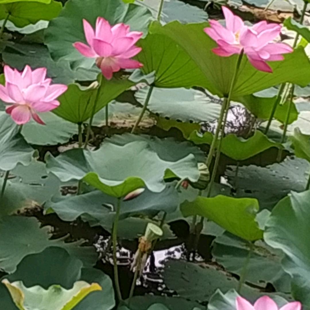 手机用户沈63279436591