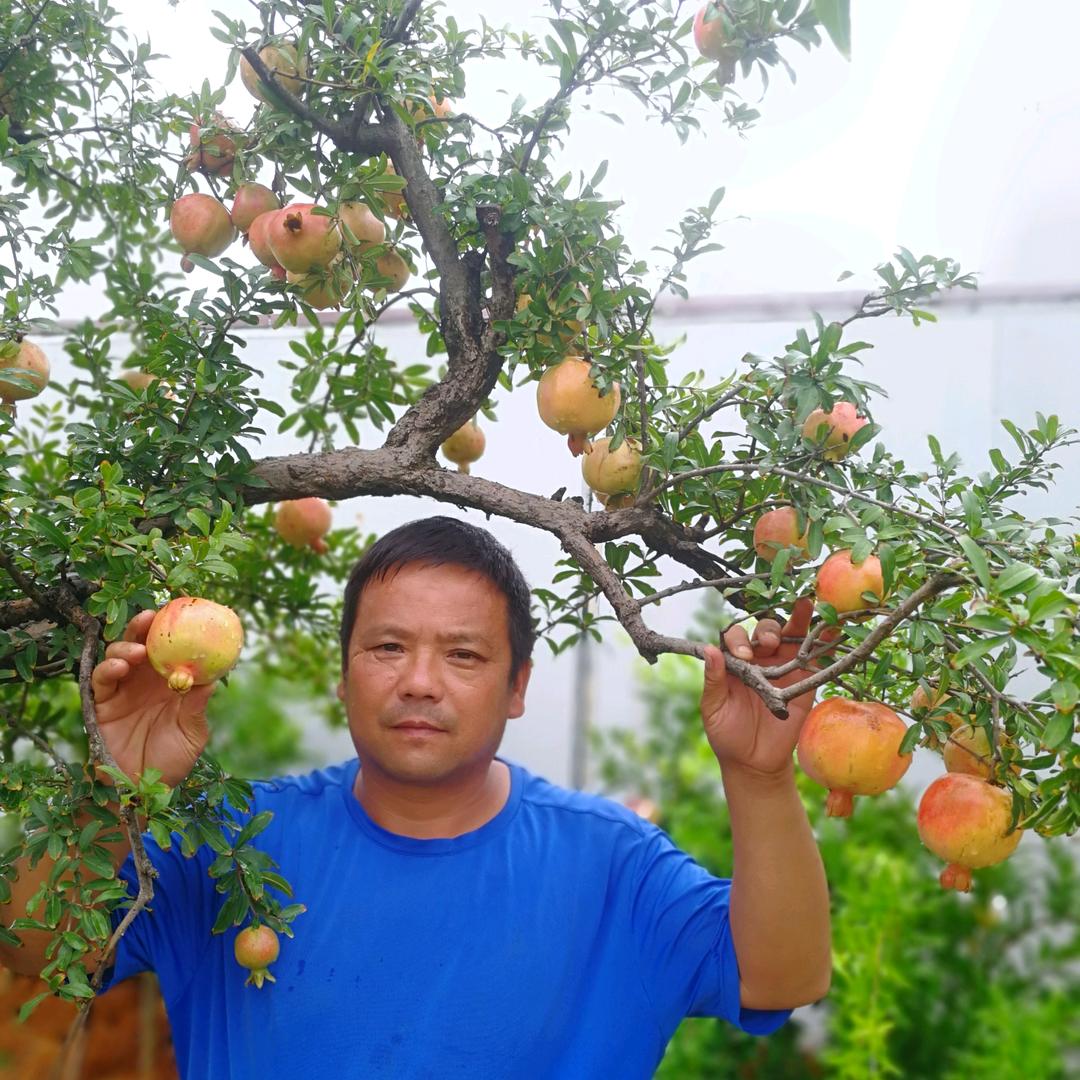 石榴之乡，安徽怀远，陶磊榴园。