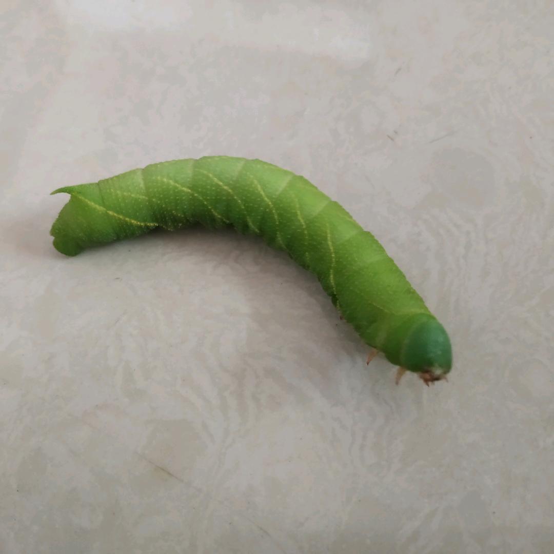 豆虫养殖《苍山街道》