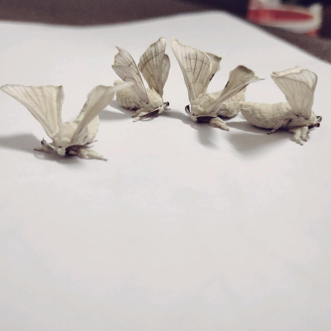 佑佑
