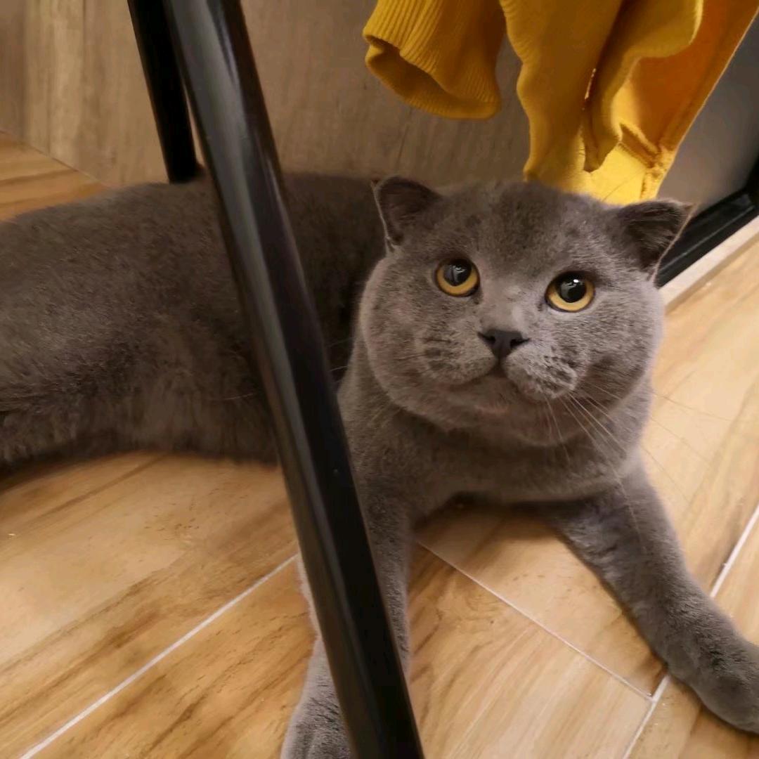 江江🐱