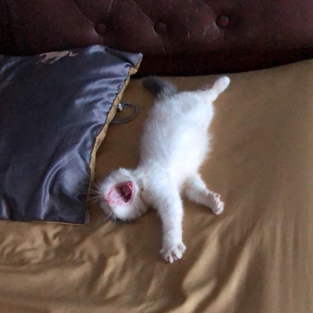 招财猫🌈