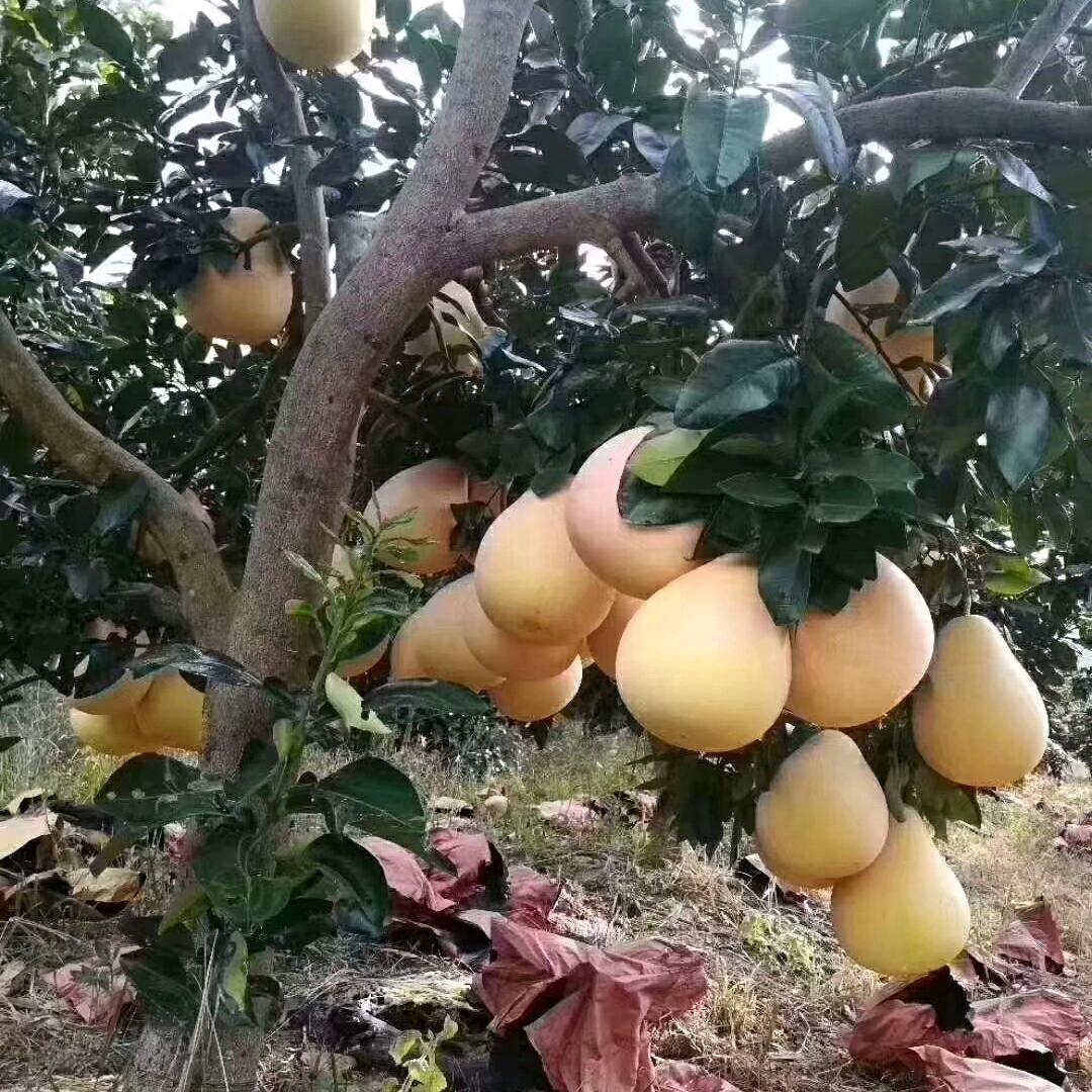 梅县松口镇阿理生态农牧