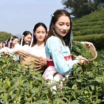 茗茶人家