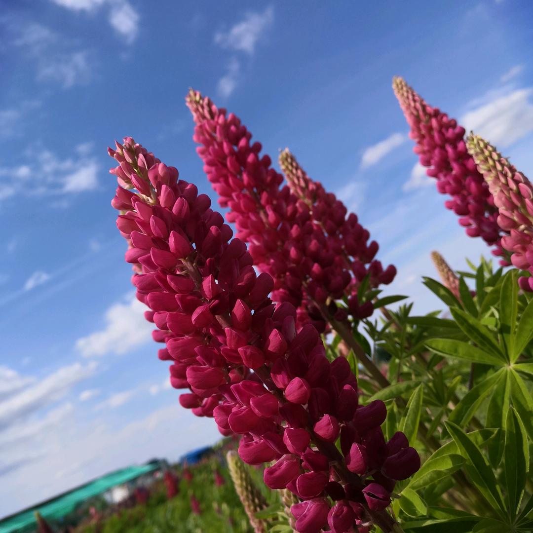 小芳