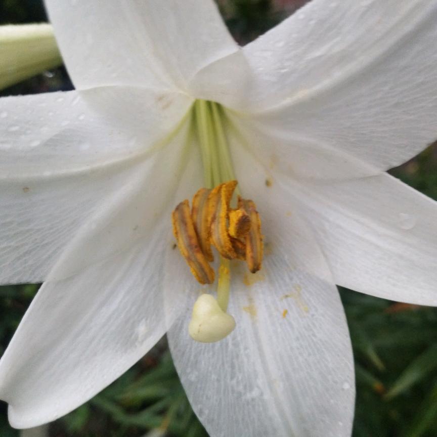 🌻向阳花开🌼