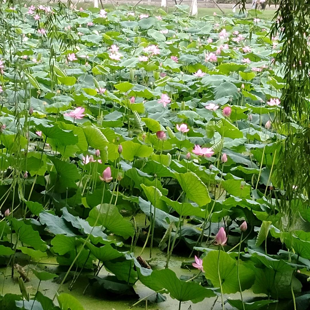 ❤️心如止水