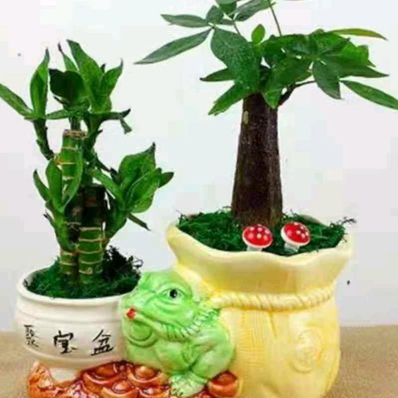 逍遥一生