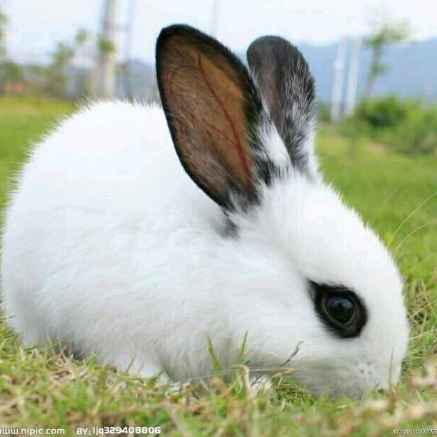 💏 ☞小白兔☜🐇