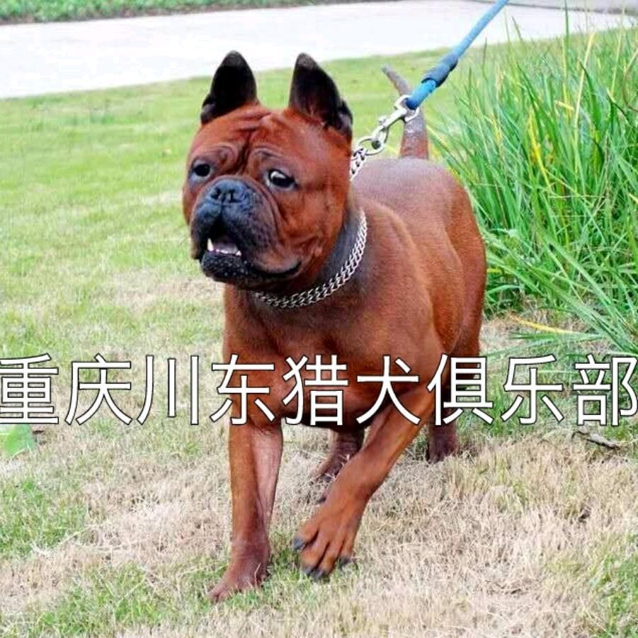 转山宠物重庆川东猎犬俱乐部