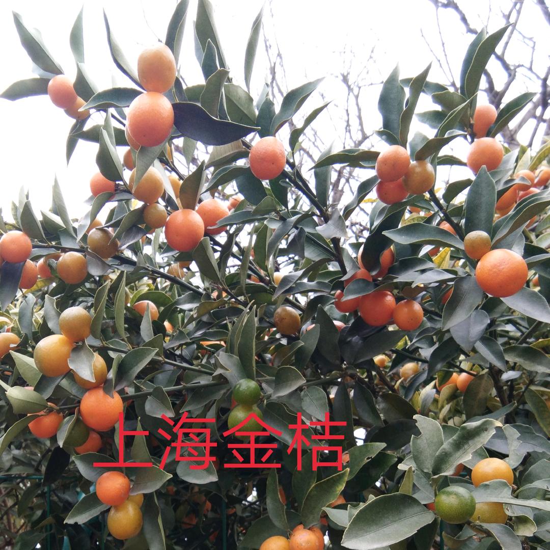 吉祥如意