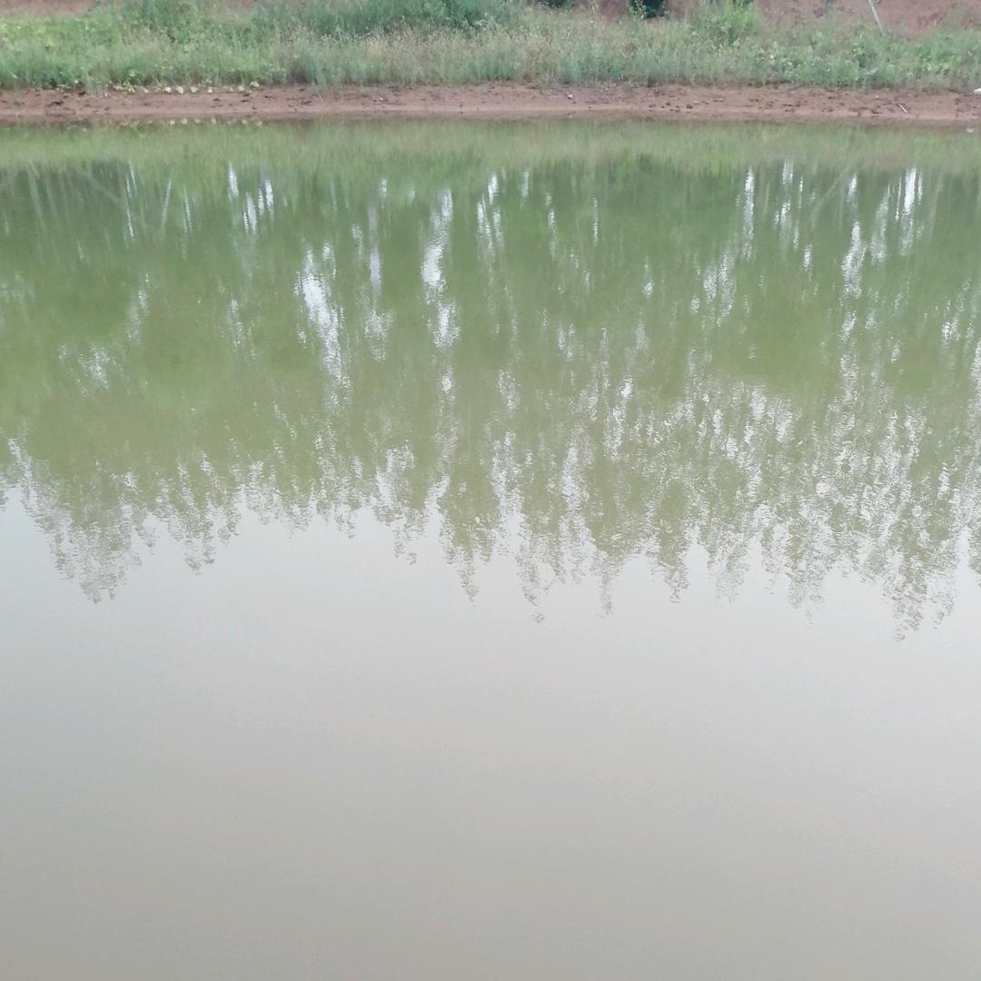 用户清清河水