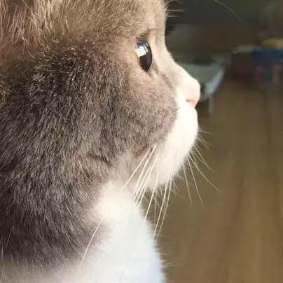 向日葵🌻