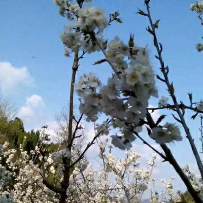 手机用户63431305366