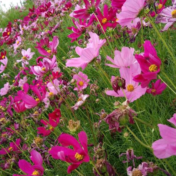 花花世界