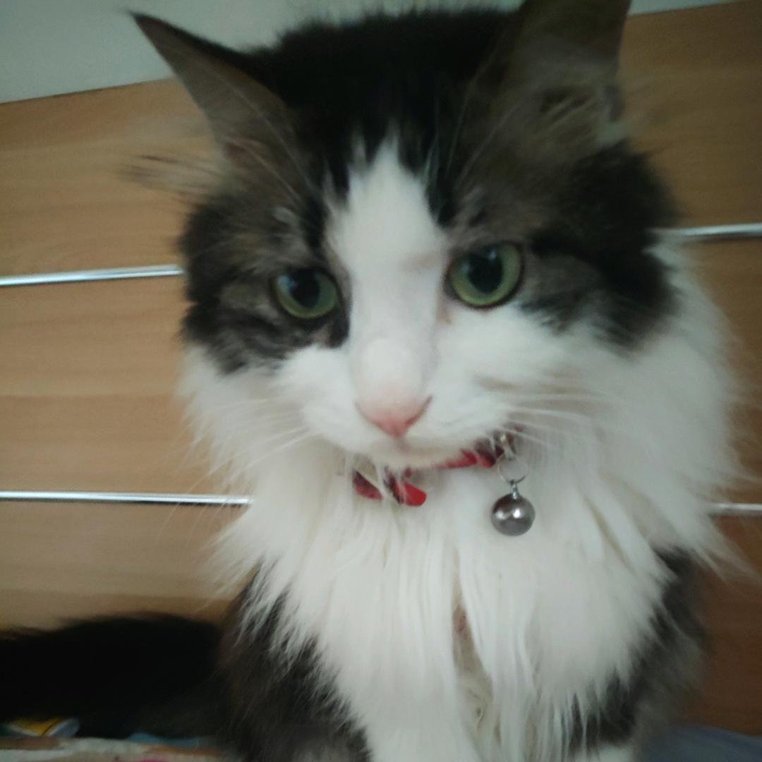 墨染桃花渡，平添一嗅香