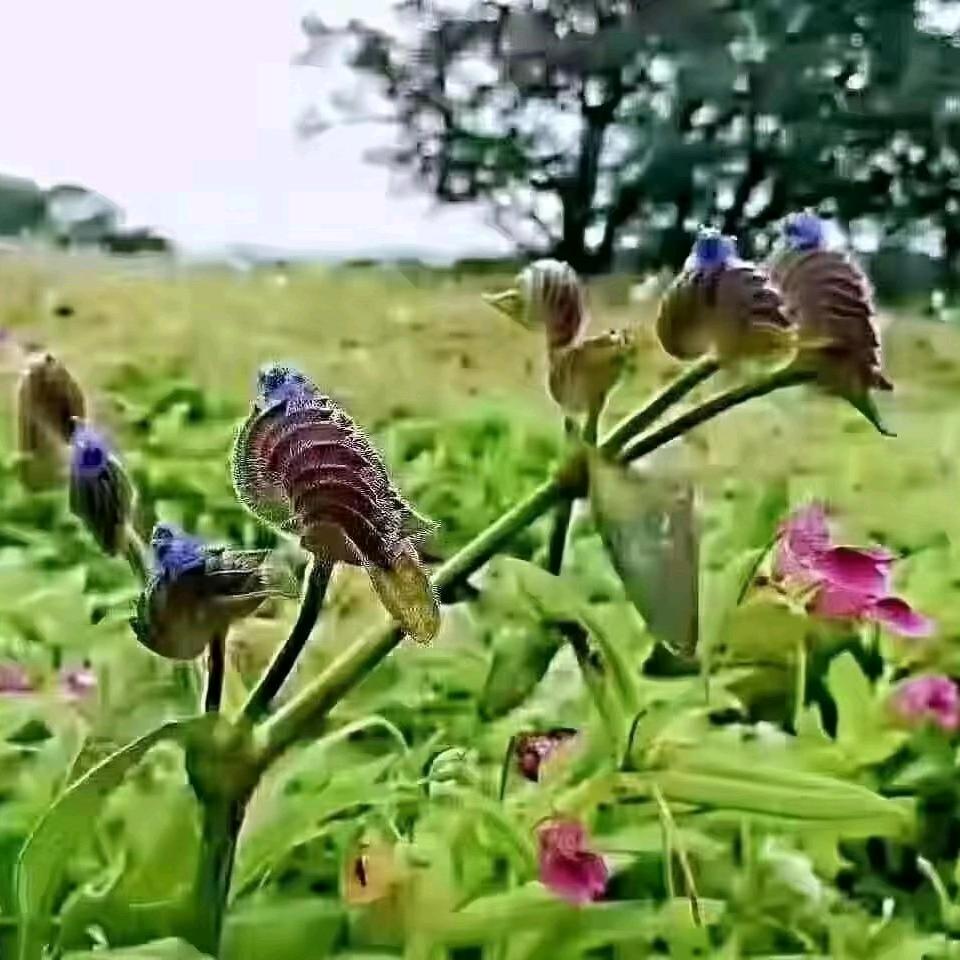 明天依然是晴天。