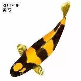 鑫博锦鲤观赏鱼     🐳