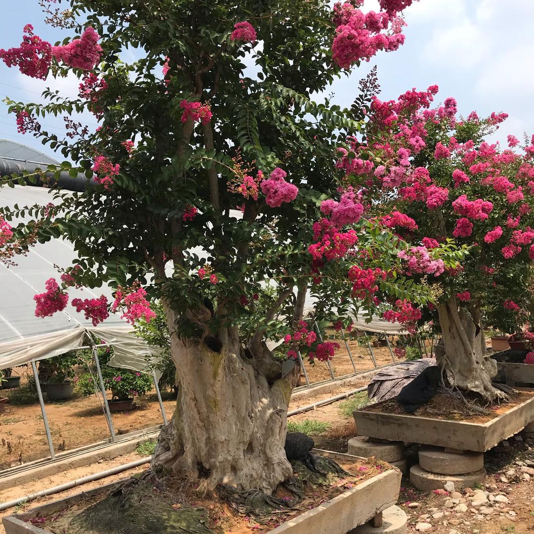 青州旭禾花卉苗木专供