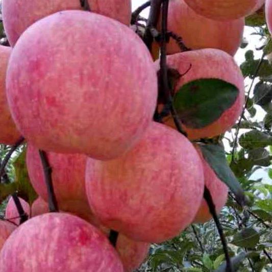 大台圆满地苹果