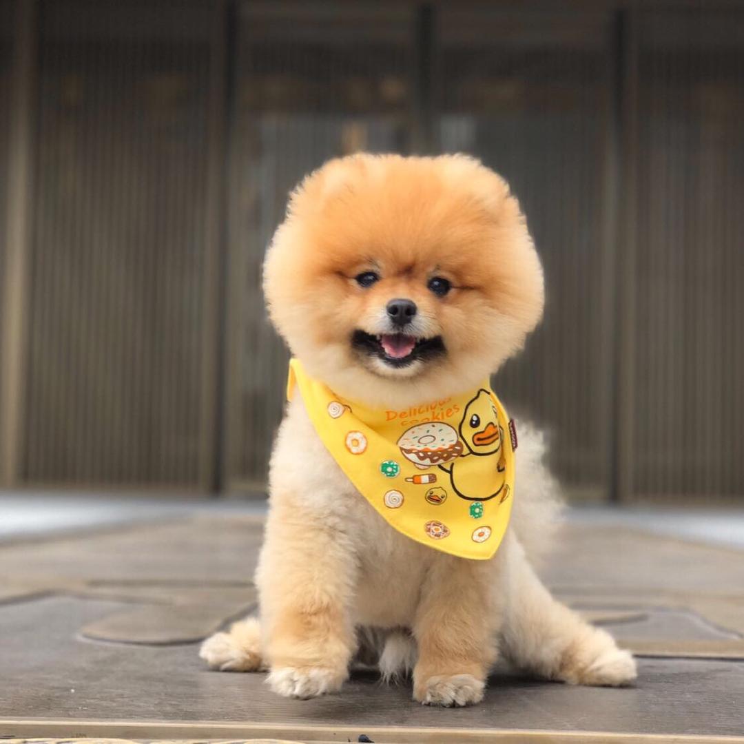 嘟嘟粑🇨🇳蓝sir