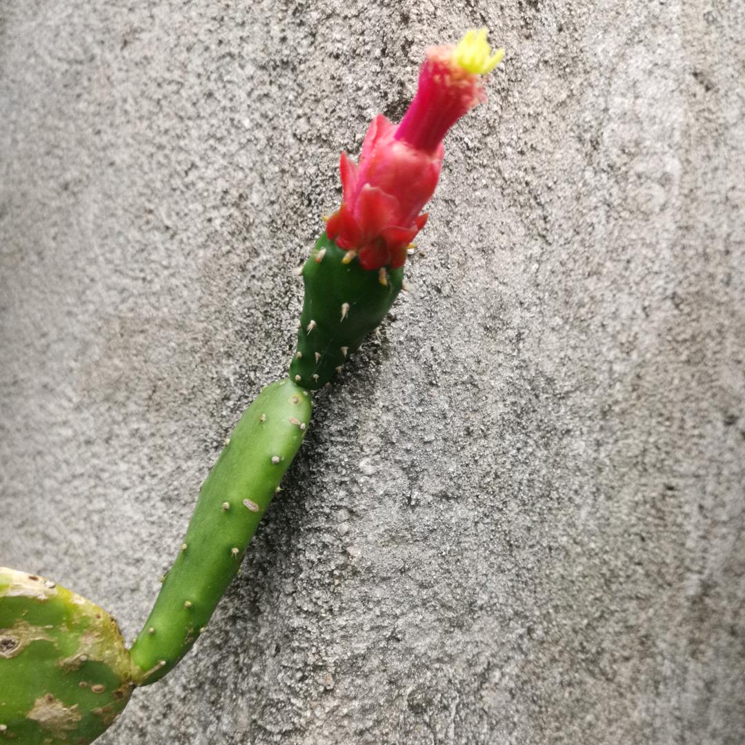 仙人掌