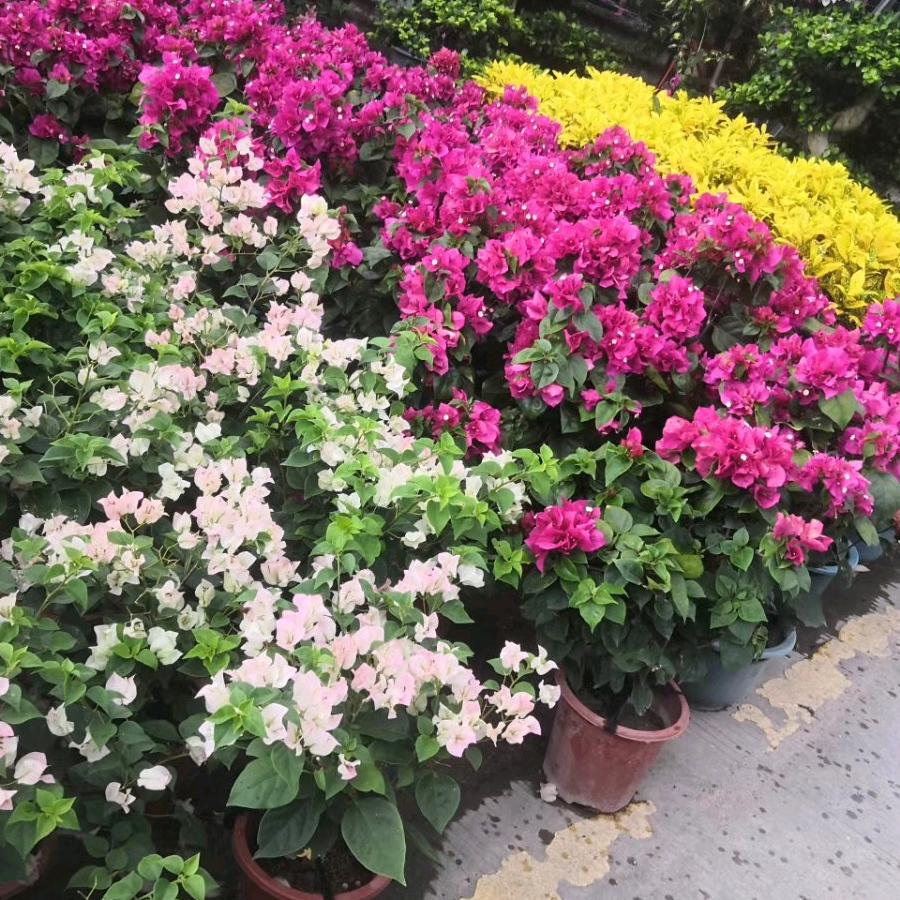 福建三角梅花卉基地