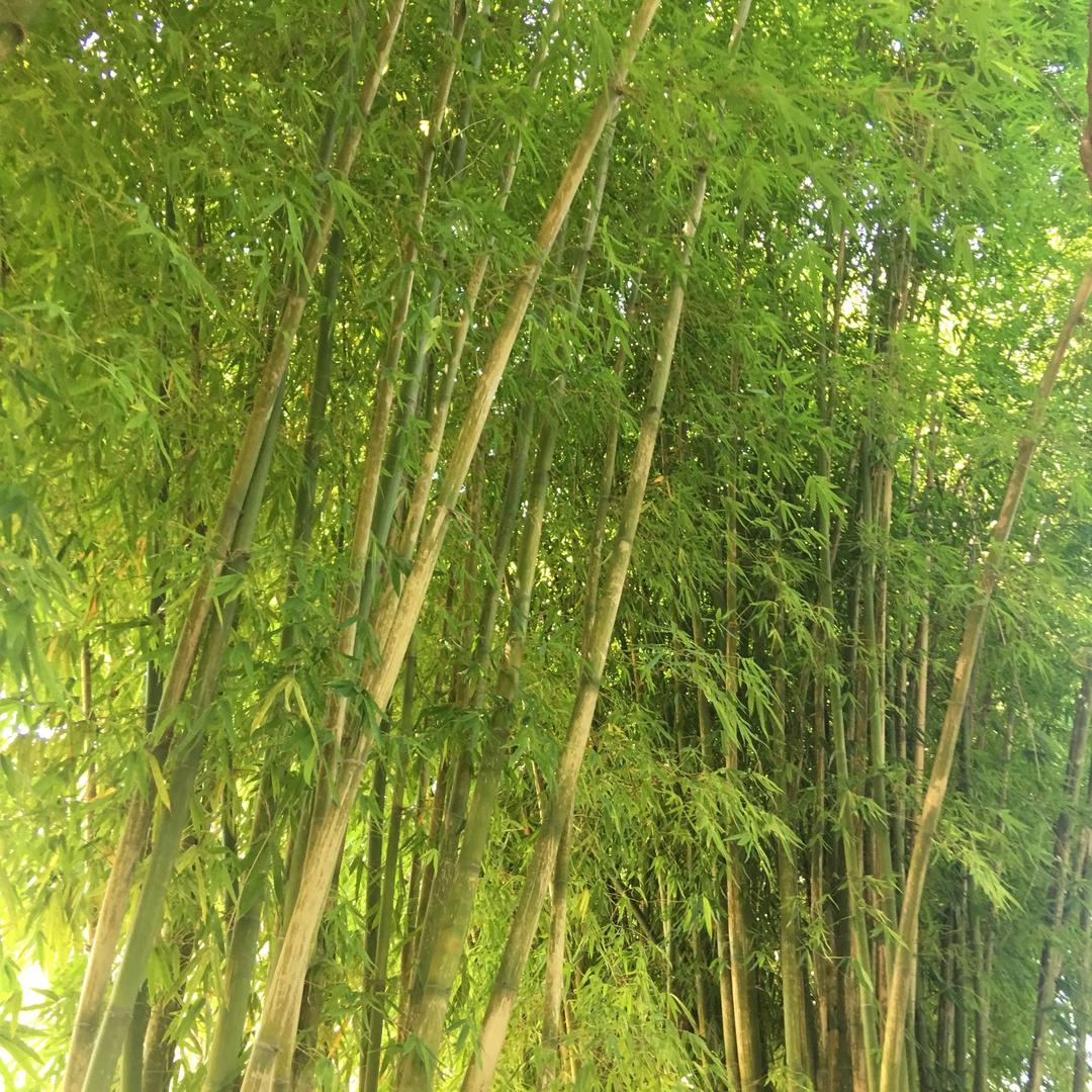 勇敢的💜
