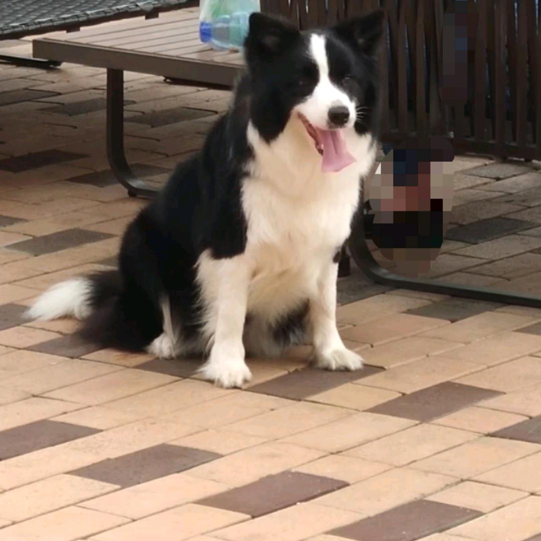 边牧小白