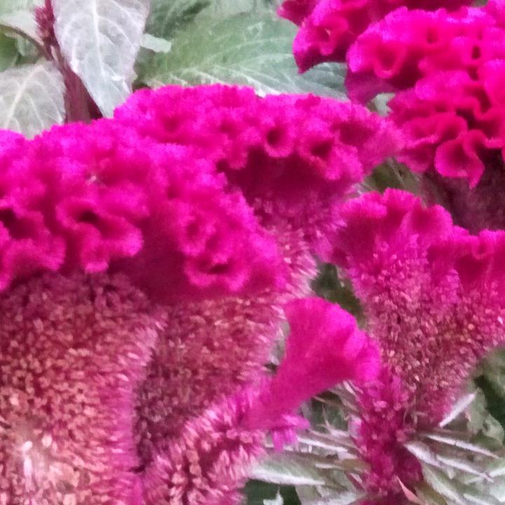 蒲公英