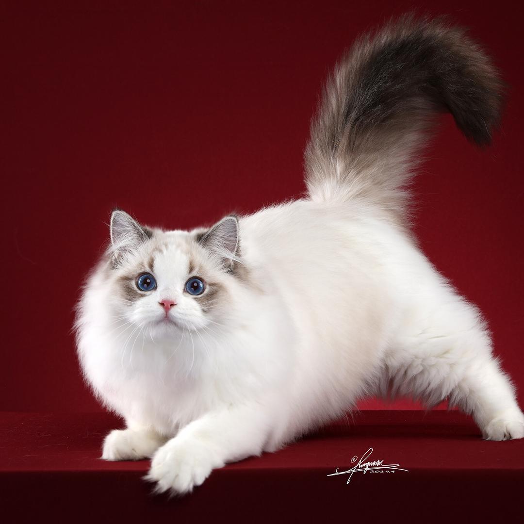 JEWELRY 布偶猫