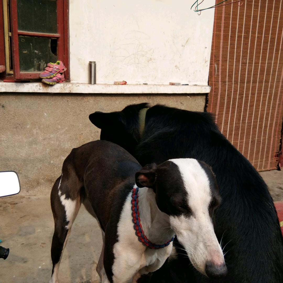 橘子树上的果实。