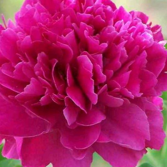 红花《手机摄影》