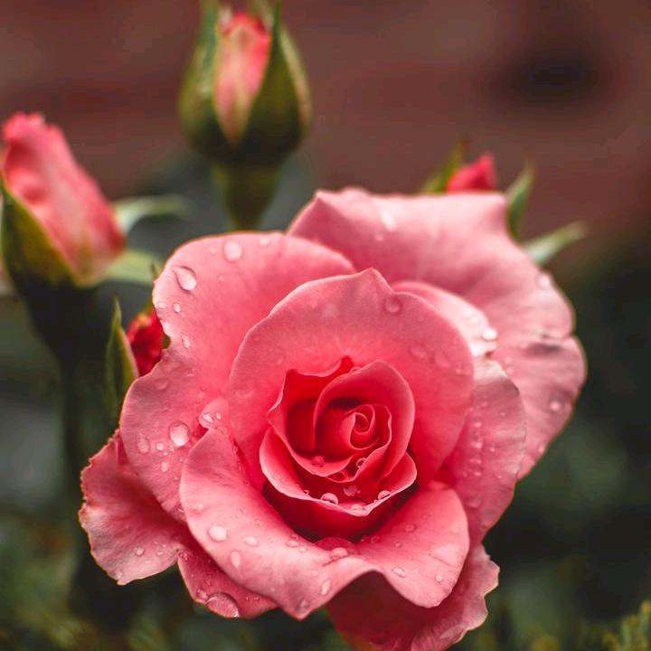 花儿为你盛开🌸
