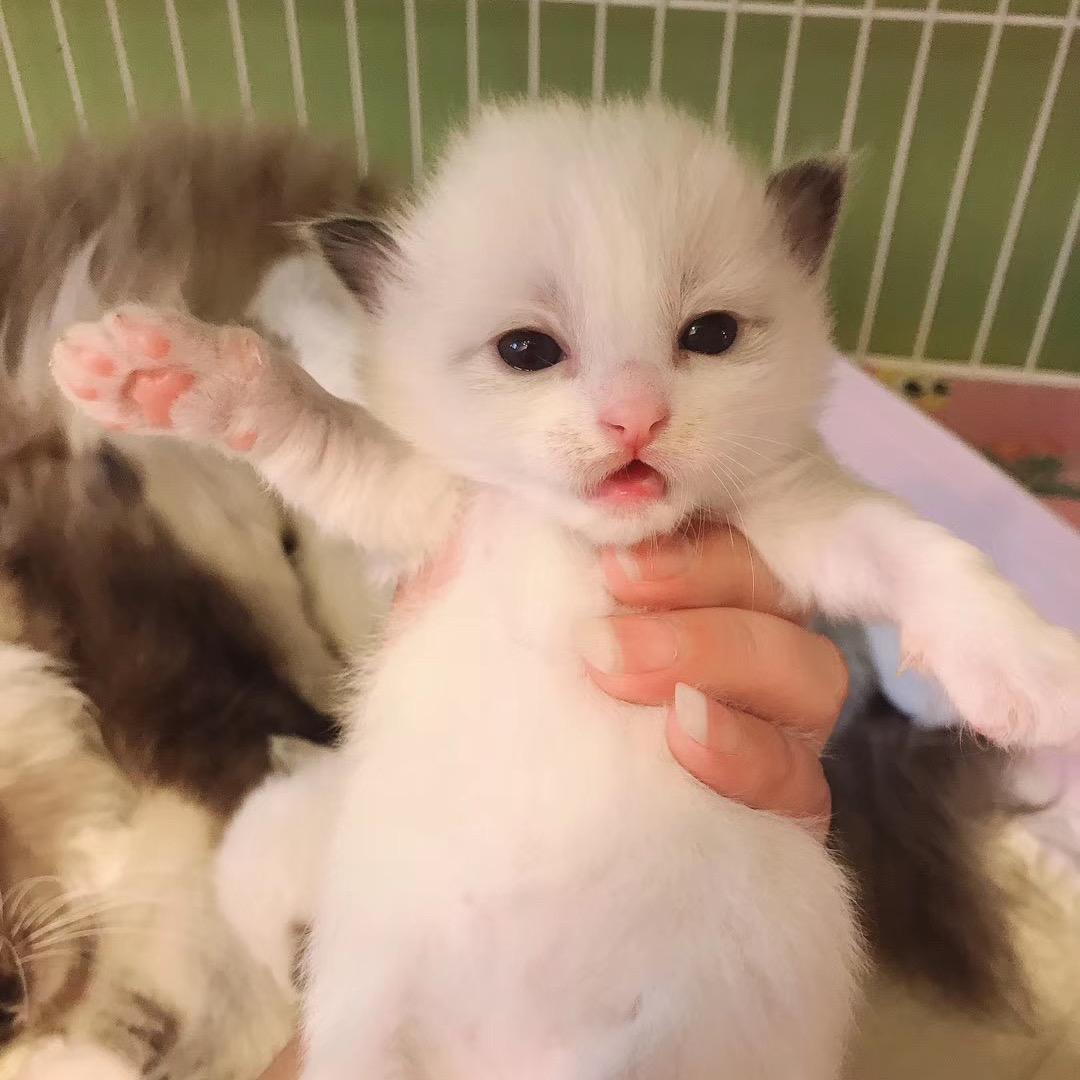 喵酱Neko