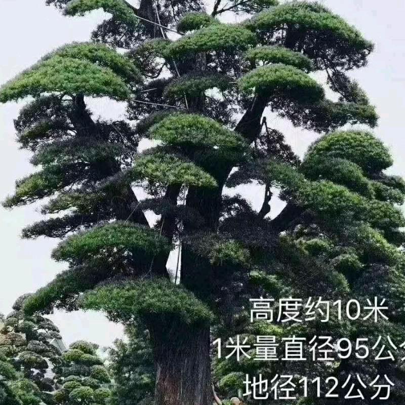 怡景阁园林绿化
